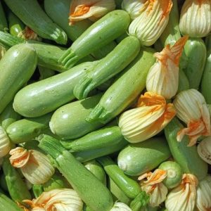 Courgette BIO