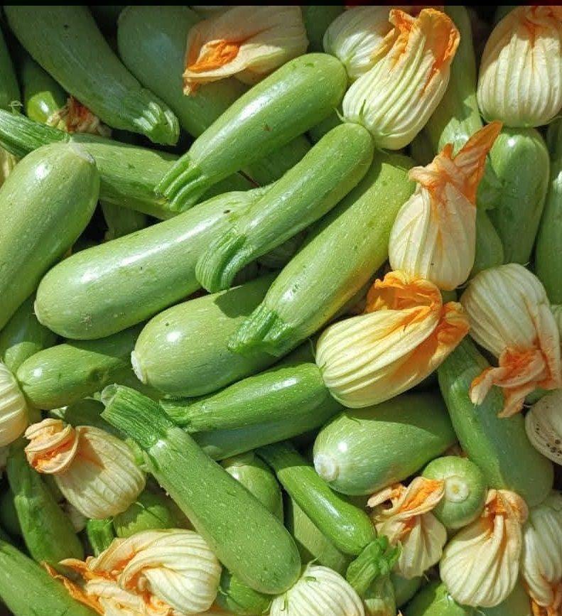 Courgette BIO