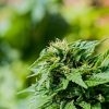 Fleurs de chanvre séchées — Kompolti bio