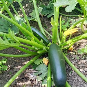 Courgette BIO