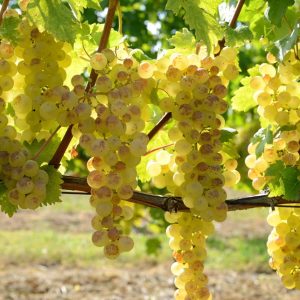 Raisin chasselas Bio