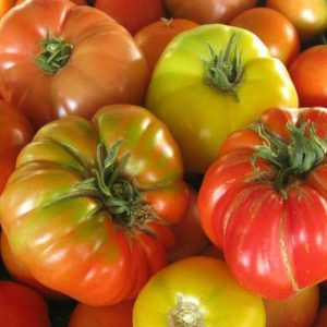 Tomates BIO 🍅