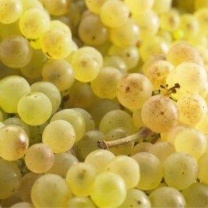 Raisin chasselas Bio