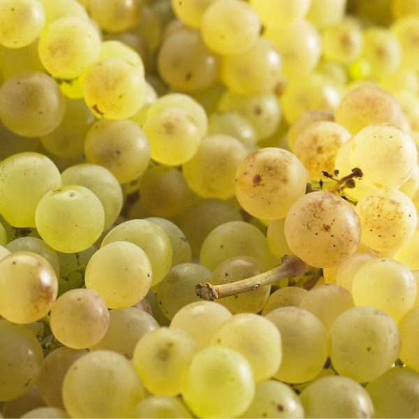 Raisin chasselas Bio