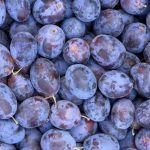 Prunes rouge-bleue bio cueillies à la main, en vrac