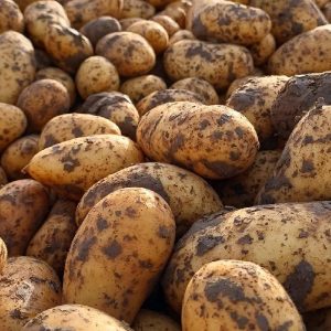 Pomme De Terre Bio Alliance