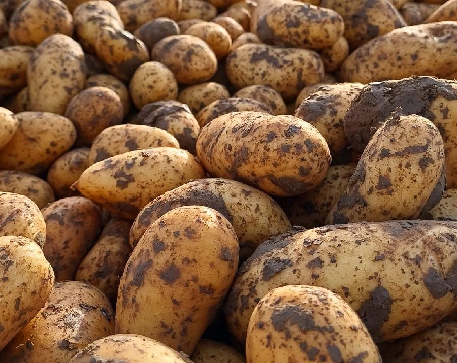 Pomme De Terre Bio Alliance