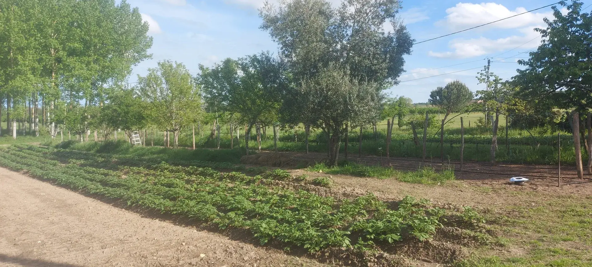 Rangs de légumes bio en plein champ à la ferme GoJardin, récoltés le matin même
