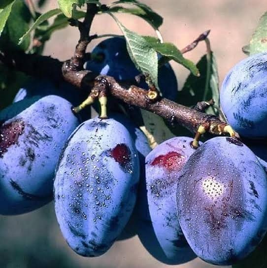 Prune rouge-bleue bio