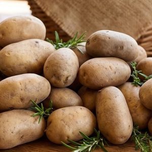 Pomme de Terre Bio — Variété Agria