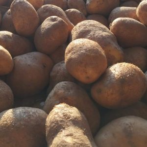 Pomme de Terre Bio — Variété Agria