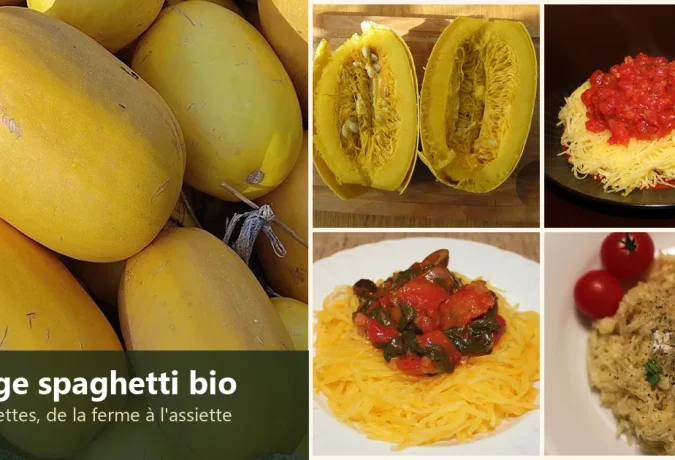 Courges spaghetti bio de la ferme Go Jardin et quatre plats de courge spaghetti