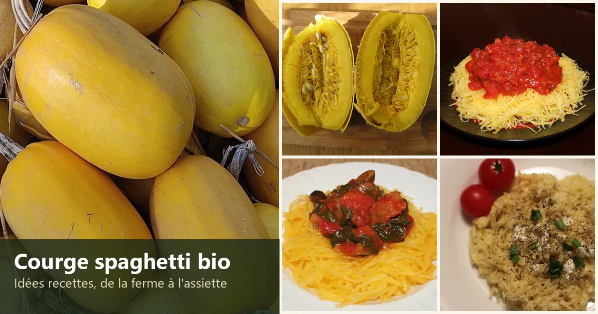 Courges spaghetti bio de la ferme Go Jardin et quatre plats de courge spaghetti