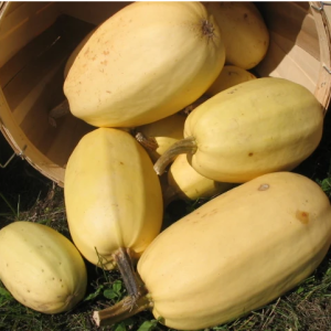 Courge spaghetti bio