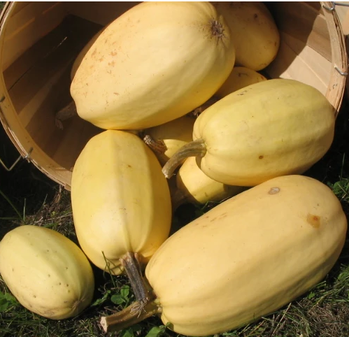 Courge spaghetti bio