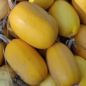 Courge spaghetti bio